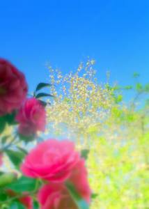 Camellia and Apple Tree