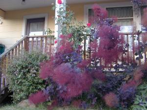 Purple Smoke Bush