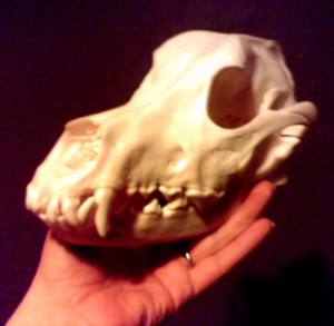 Dog Skull