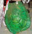 Turtle shell