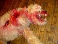 Closeup of blood work on dead dog