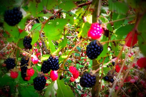 blackberries