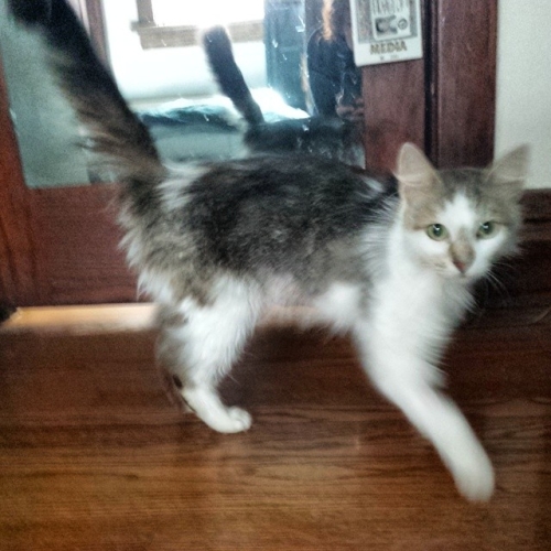 Meet Nellie, our new kitteh. Marlowe hasn't met her yet, but they've sniffed at each other under the door.