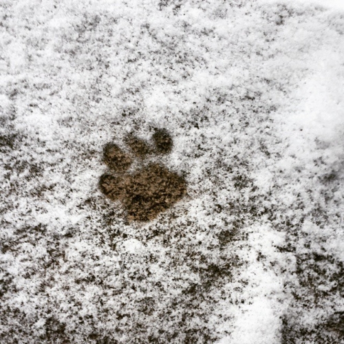 One footprint in the snow, then "Heck no" and scamper back in.