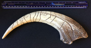 Megaraptor_claw_cast_with_scale (1)