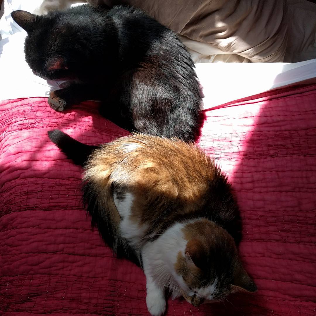 One black cat and one patchy cat in a sunbeam