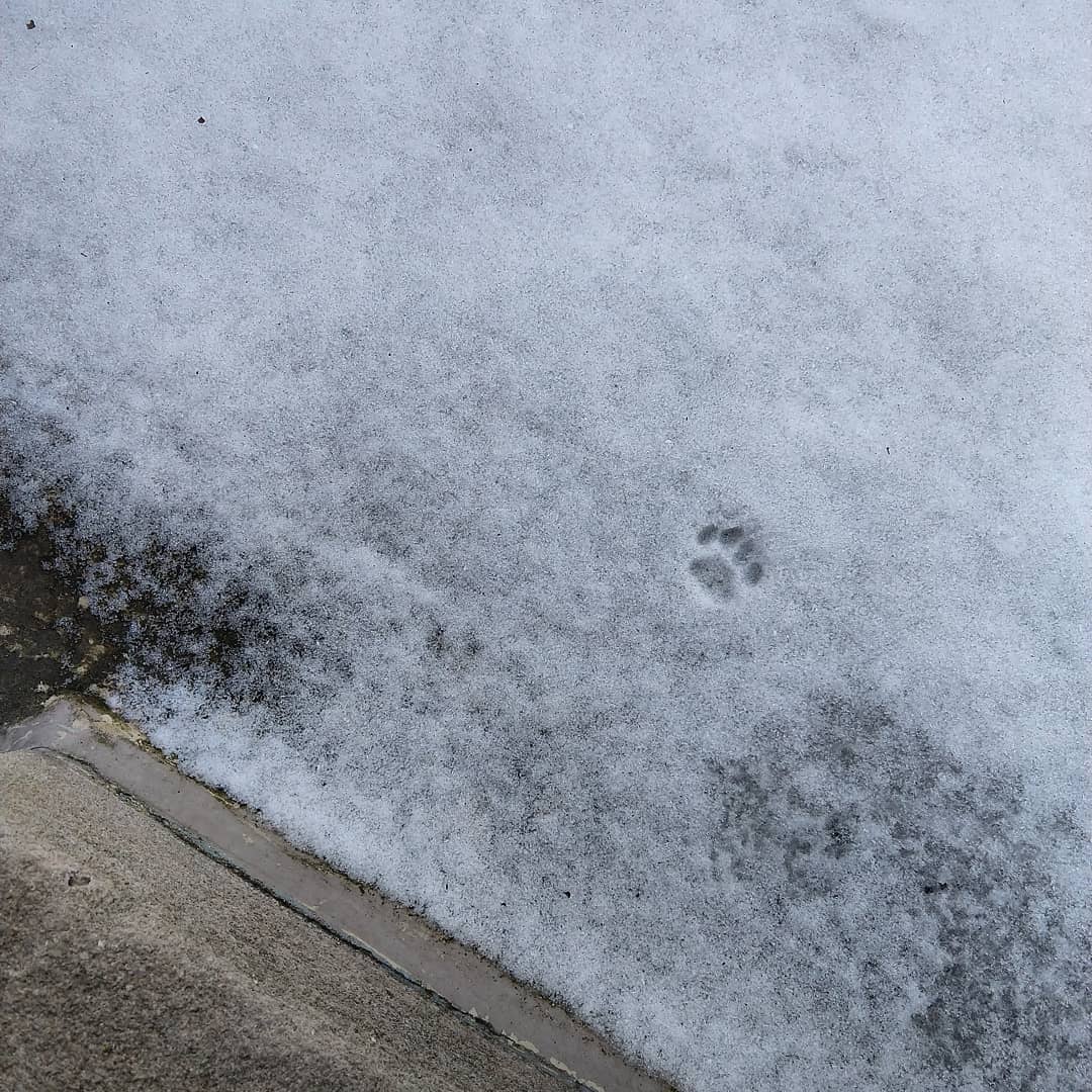 One single cat paw print in snow