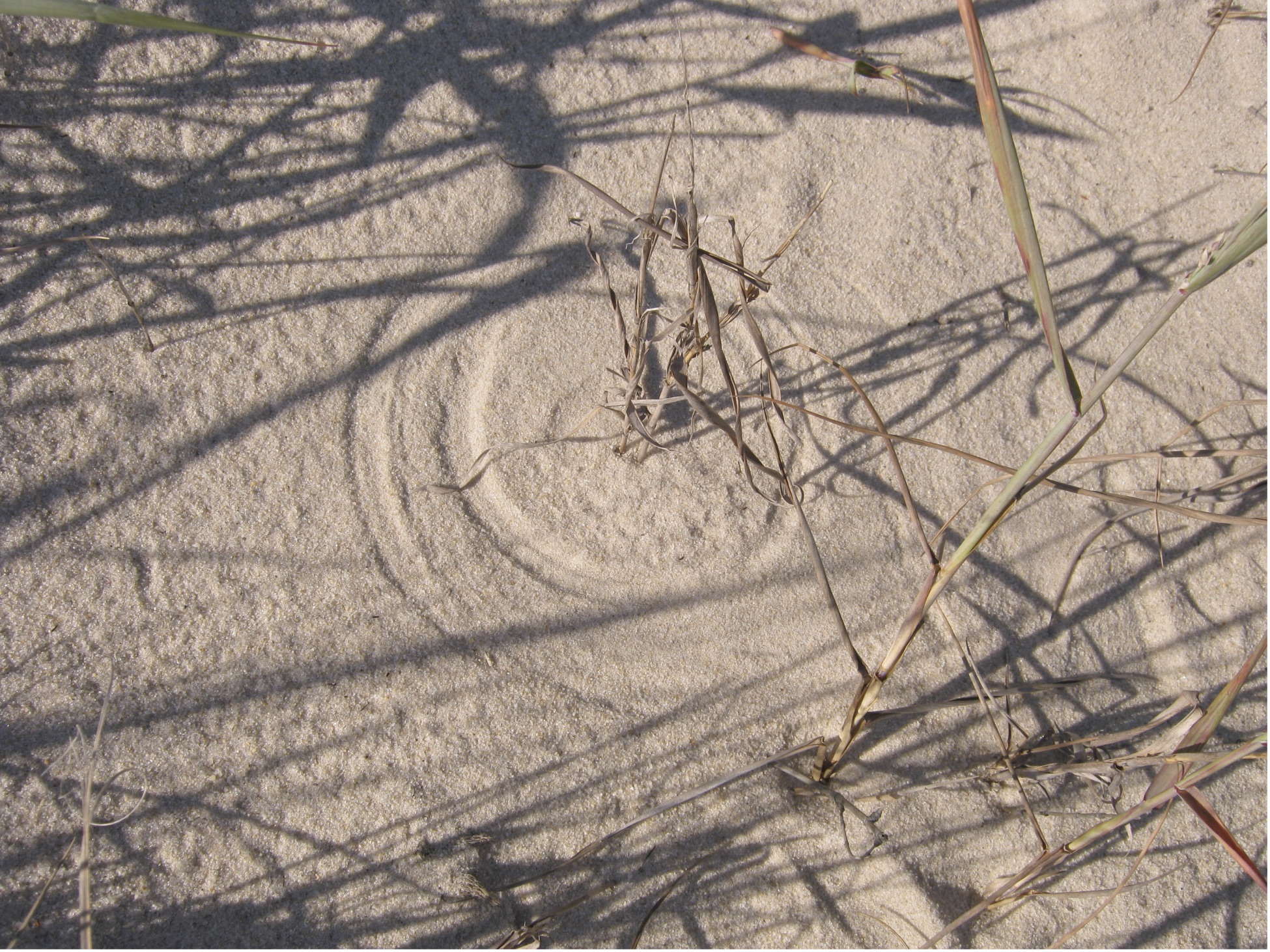 Blade of grass made a circle in the sand