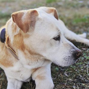 Buster, a yellow lab-bulldog mix