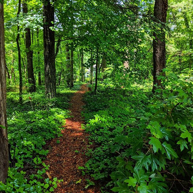 Woodthrush Woods