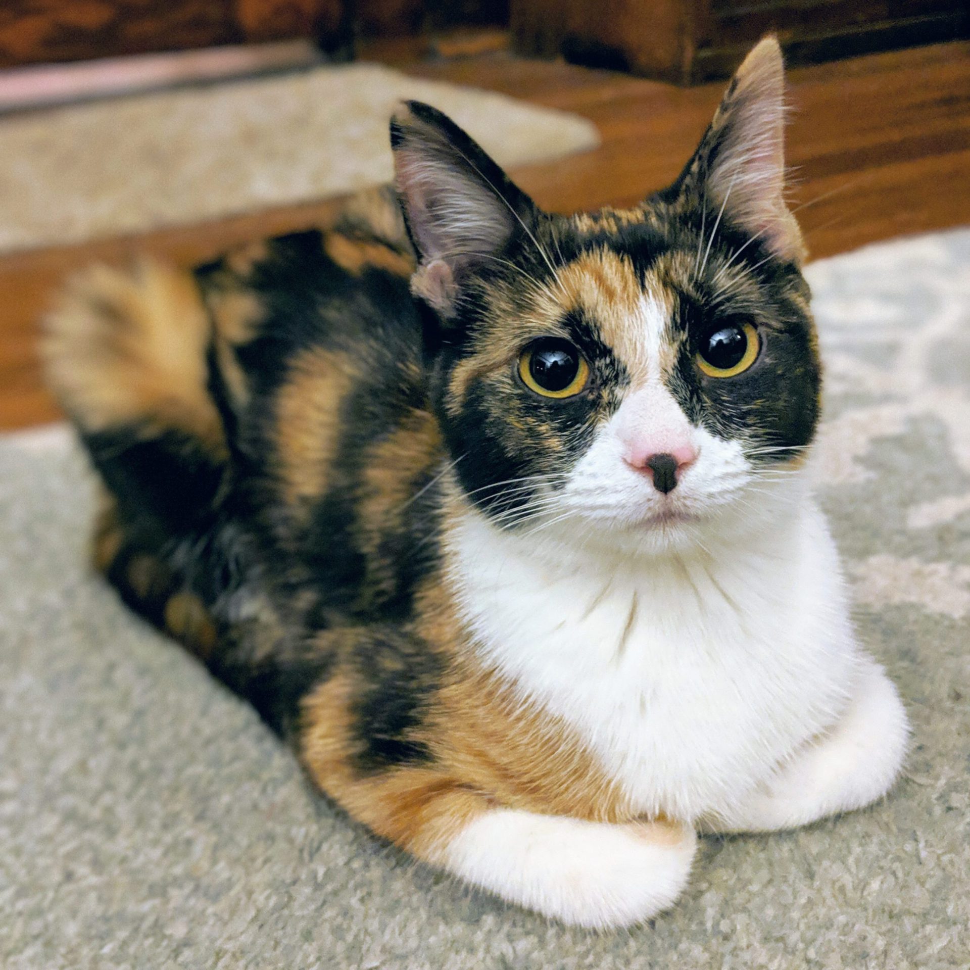 Calico kitten staring at the camera