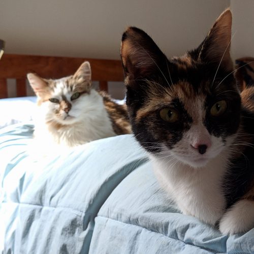 Adult floofy cat lounging in background behind calico kitten