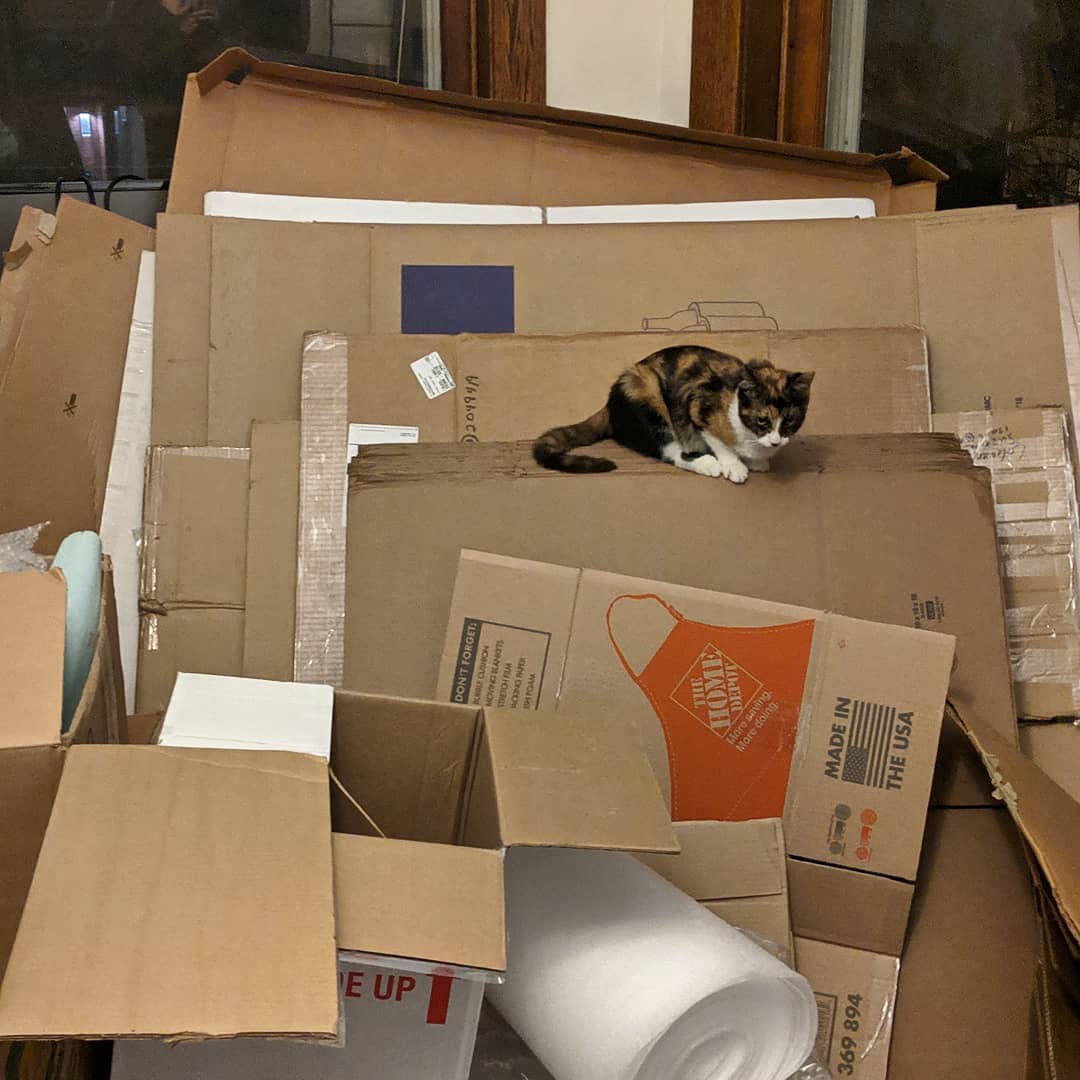 Moving boxes with cat