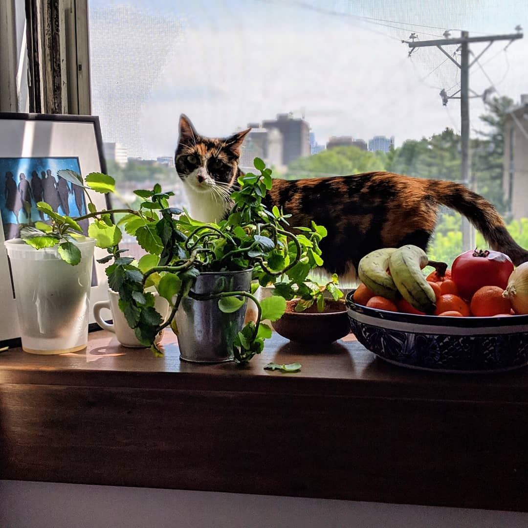 Elsie the cat in the plants on the windowsill