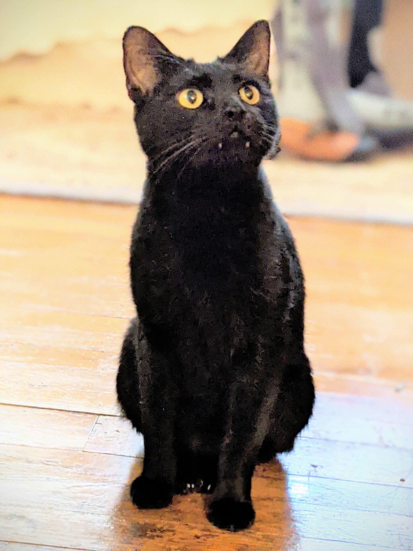 A small, fanged, black cat seated on the floor.