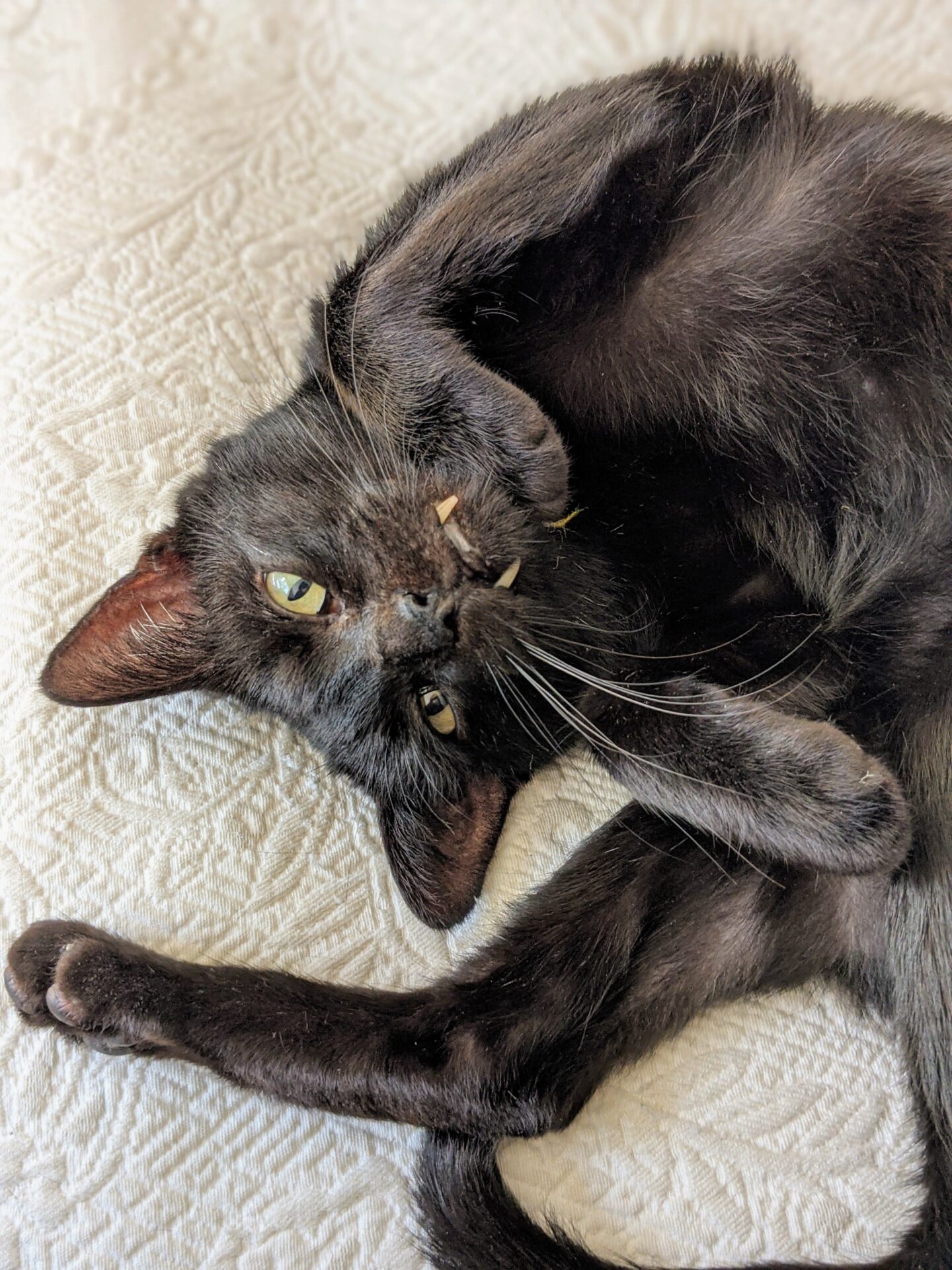 Black cat with fangs, curled on his back and looking at the camera.