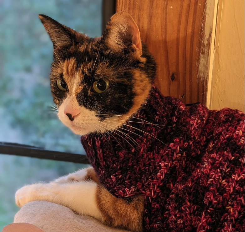 Elsie, a calico cat, sits regally on her cat bed, head facing to the left and staring off camera. She's donning her brand new pink and purple crocheted sweater and looks very pleased with it. A window with greenery is in the background.