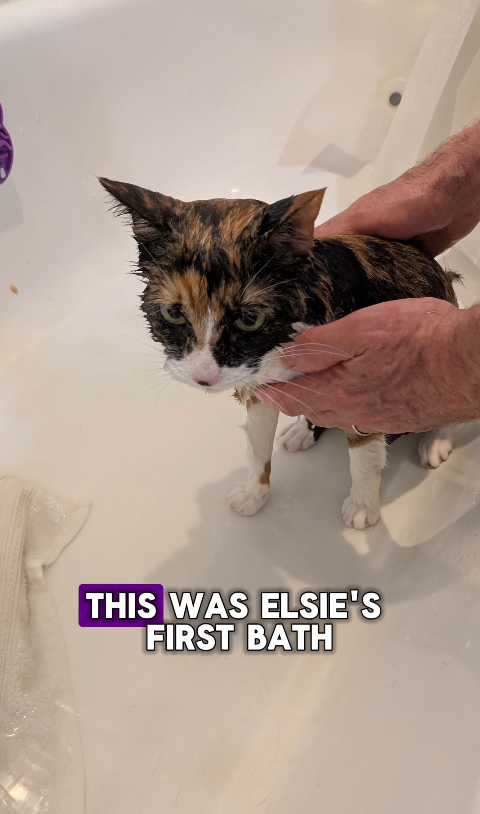 A bedraggled wet Elsie, the calico cat, with the words "This Was Elsie's First Bath" overlaid on the screen.