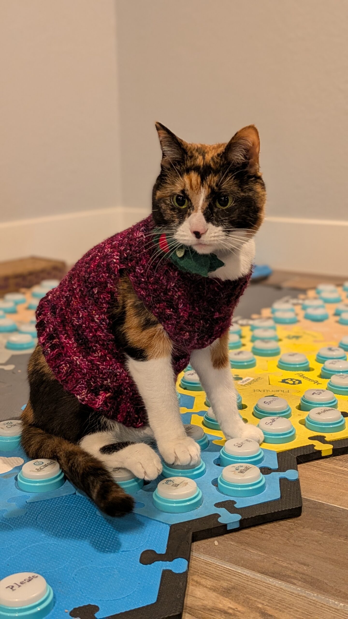 A photo of Elsie in a pink sweater sitting on her button board.
