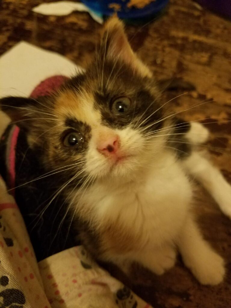 A tiny calico kitten stares up at the camera. She has a racoon mask and a little black spot on her nose