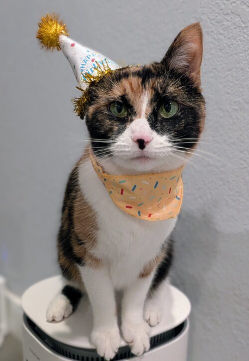 A calico cat wearing a birthday hat over her right ear and a cute yellow bandana.