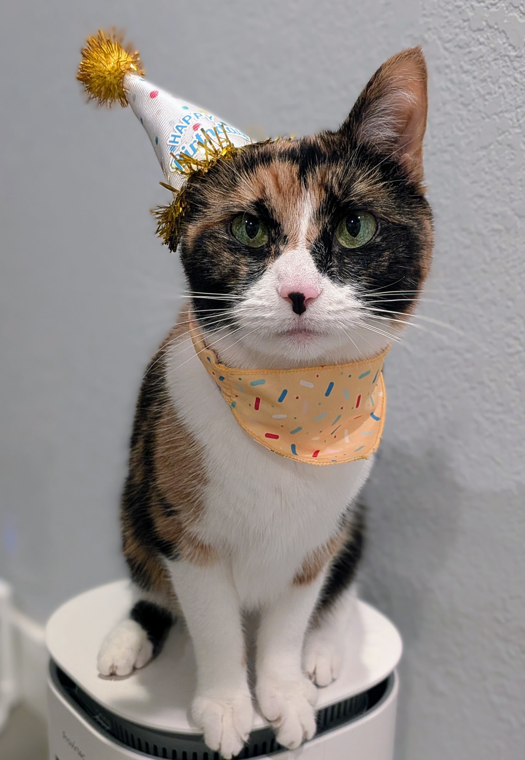 A calico cat wearing a birthday hat over her right ear and a cute yellow bandana.